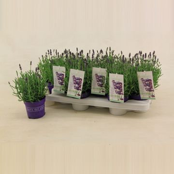 Lavandula angustifolia 'Hidcote'