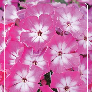 Phlox LIGHT PINK FLAME