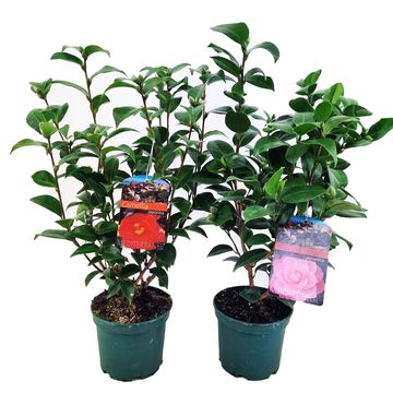 Camellia japonica MIX