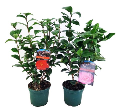 Camellia japonica MIX