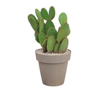 Opuntia microdasys rufida
