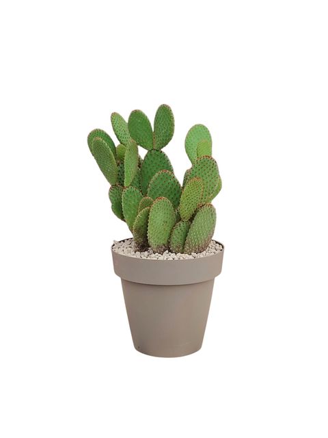Opuntia microdasys rufida