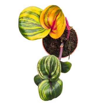 Geogenanthus ciliatus 'Aura Flame'