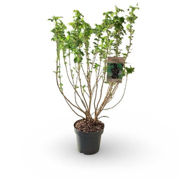 Ribes nigrum 'Titania'