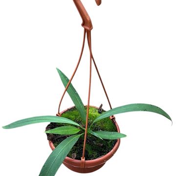 Антуриум vittariifolium