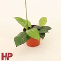 Hoya 'Crassipetiolata'