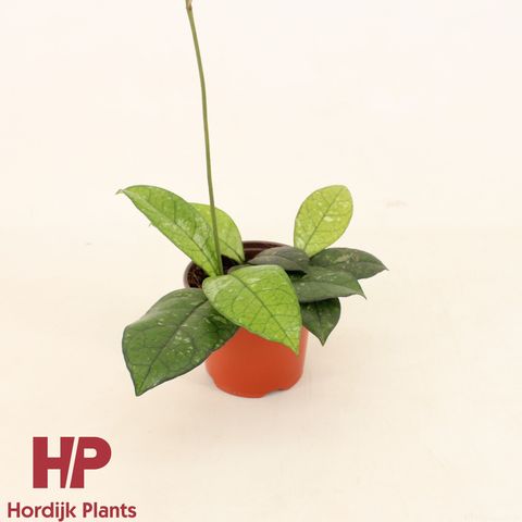 Hoya 'Crassipetiolata'