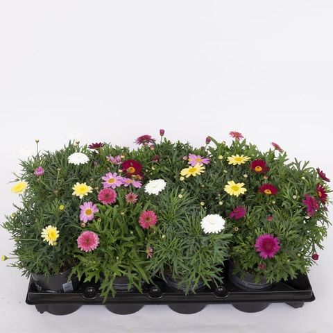 Argyranthemum frutescens DAISY CRAZY SOLE MIO