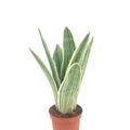 Sansevieria trifasciata 'Metallica'