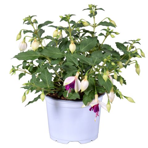 Fuchsia BELLA FUCHSIA NORA