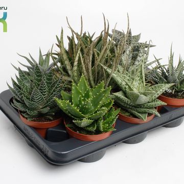 Сукуленти ALOE / HAWORTHIA MIX