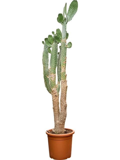 Opuntia consolea