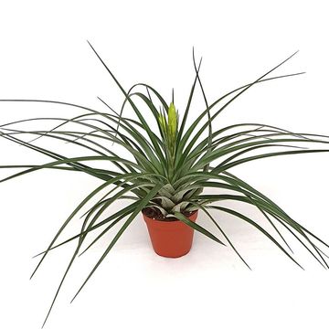 Tillandsia 'Mistic'