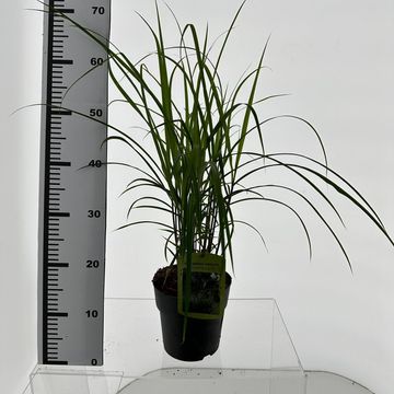 Miscanthus sinensis 'Dronning Ingrid'