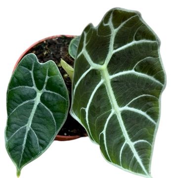 Alocasia 'Watsoniana'