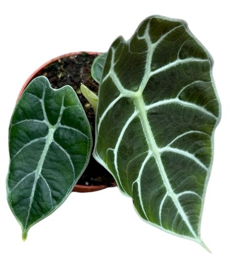 Alocasia 'Watsoniana'