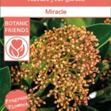 Skimmia japonica MIRACLE