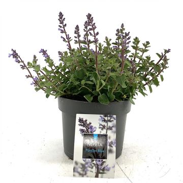 Nepeta PURRSIAN BLUE
