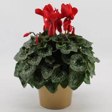 Cyclamen persicum SUPER SERIE S MAMMOTH RED