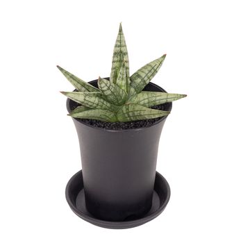 Sansevieria 'Inti Mini No.4'