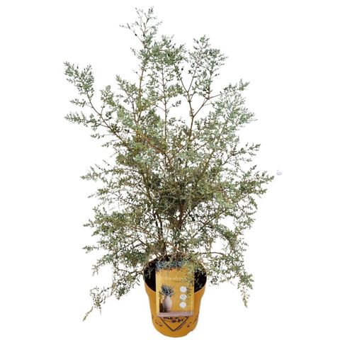 Eucalyptus gunnii FRANCE BLEU