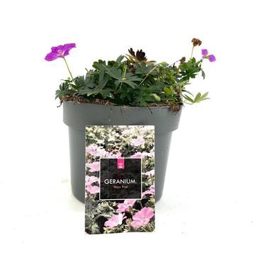 Geranium sanguineum 'Max Frei'