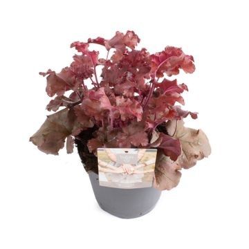 Heuchera INDIAN SUMMER RED