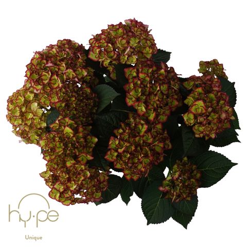 Hydrangea macrophylla HI MOON RED