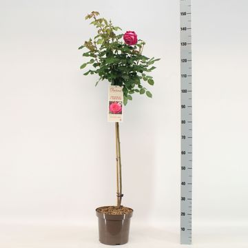 Rosa FREIFRAU CAROLINE