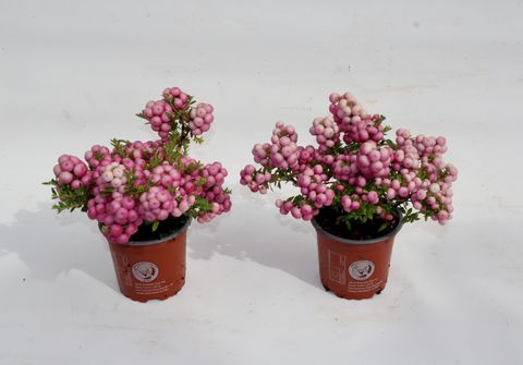 Gaultheria mucronata