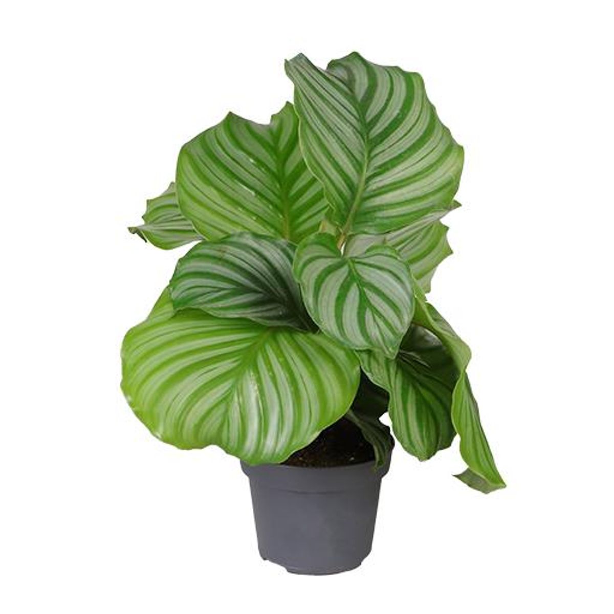 Calathea orbifolia  Pflanzengrohandel FlorAccess