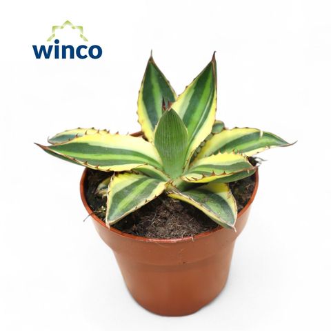 Agave sisalana 'Mediopicta'