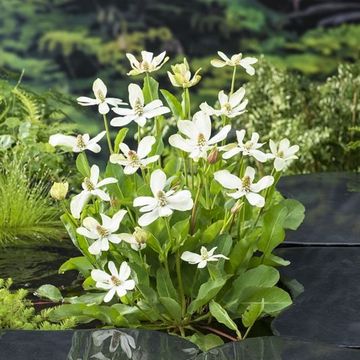 Anemopsis californica