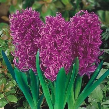 Hyacinthus orientalis 'Purple Sensation'