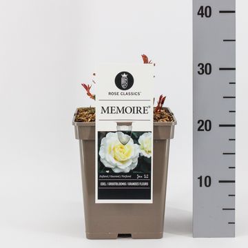 Rosa MEMOIRE