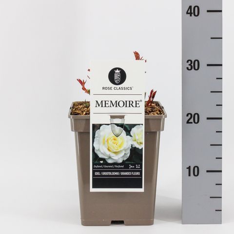 Rosa MEMOIRE