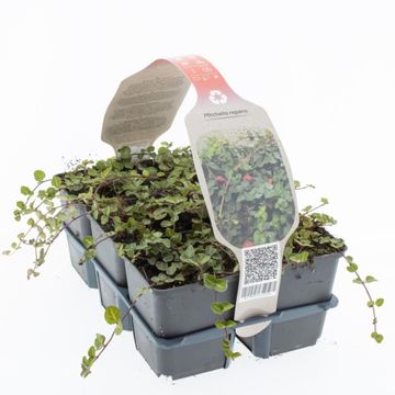 Mitchella repens