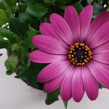 Osteospermum MARGARITA DARK PINK