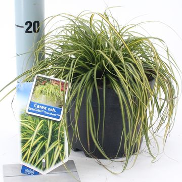 Carex oshimensis EVERCOLOR EVERSHEEN