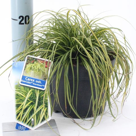 Carex oshimensis EVERCOLOR EVERSHEEN