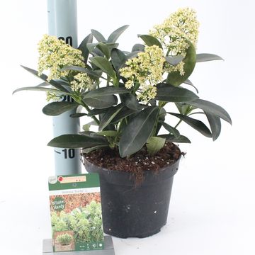 Skimmia japonica 'Finchy'