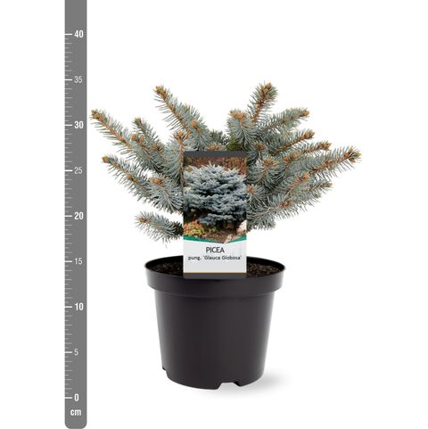 Picea pungens 'Глаука Глобоза'