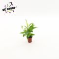 Spathiphyllum 'Alana'