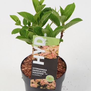 Hydrangea paniculata 'Polestar'