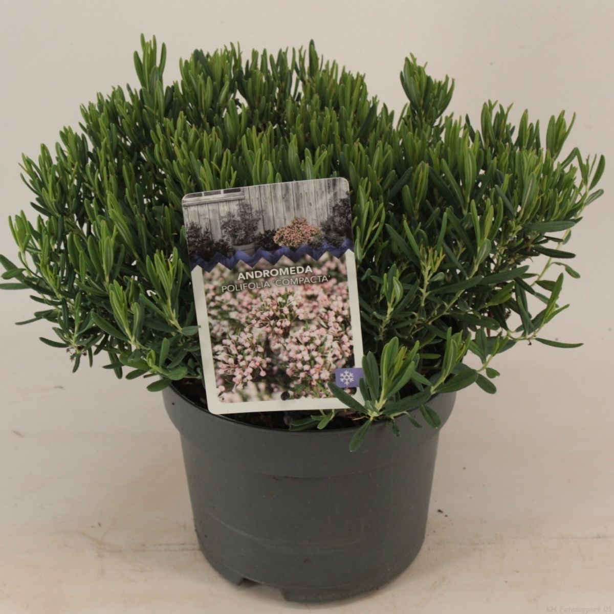 Andromeda Polifolia Compacta FlorAccess andromeda-polifolia-compacta-floraccess