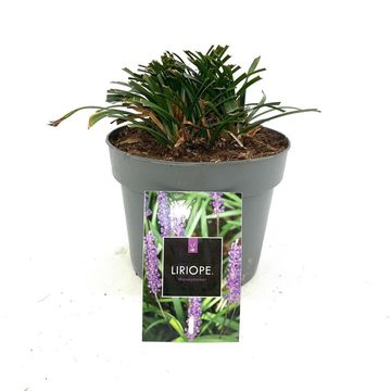 Liriope muscari 'Moneymaker'