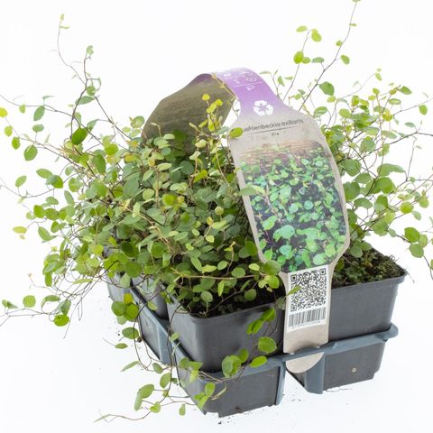 Muehlenbeckia axillaris