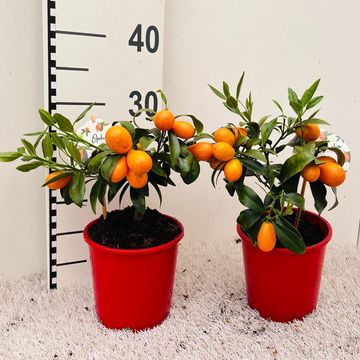Citrus japonica 'Margarita'