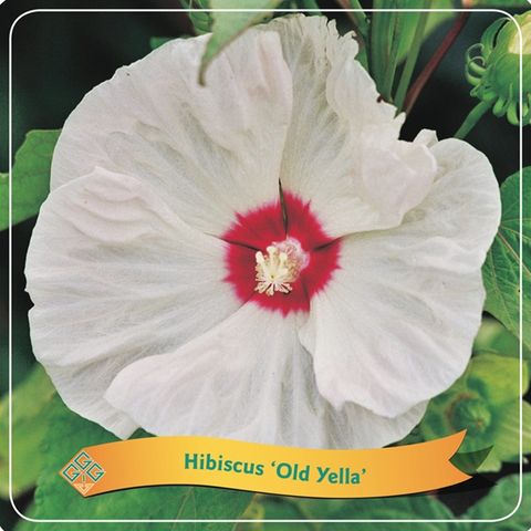 Hibiscus 'Old Yella'