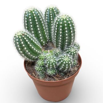 Trichocereus huascha